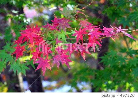 紅葉 紅葉 497326