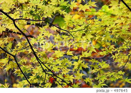 紅葉 497645