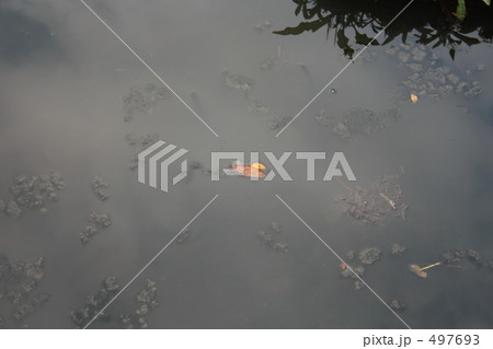 鶴岡八幡宮の池にて 497693