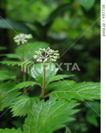 もうすぐ咲くか、コアジサイ もうすぐ咲くか、コアジサイ 497736