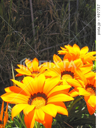 クンショウギク クンショウギク 497757