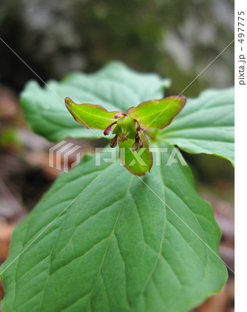 山奥のエンレイソウ 山奥のエンレイソウ 497775