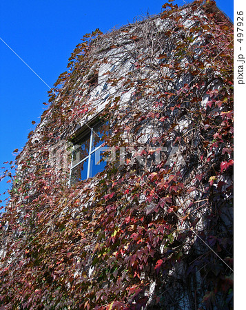 蔦のからまる壁 497926