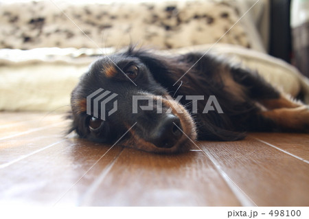 日向ぼっこ 498100