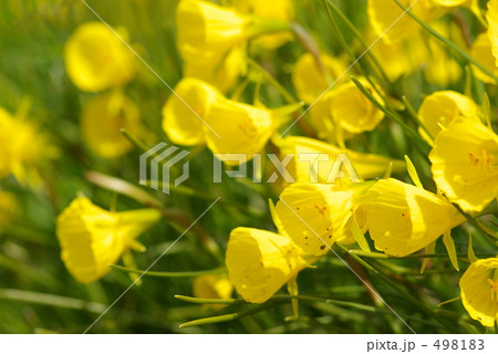 ナルキッスス・ブルボコディウム ナルキッスス・ブルボコディウム 498183