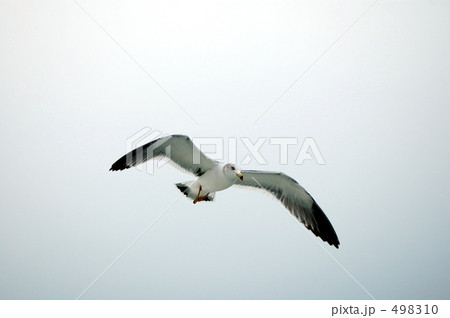 かもめ 498310