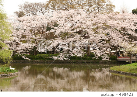 鶴岡八幡宮　源氏池の桜 498423