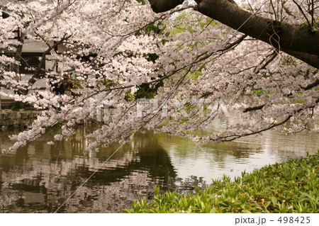 鶴岡八幡宮　源氏池の水面に映る桜 498425