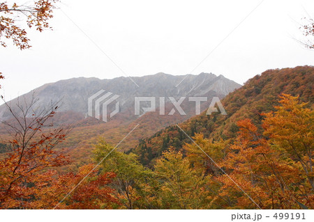 大山の紅葉 499191