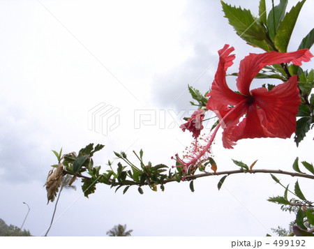 南の花 南の花 499192
