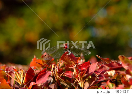 躑躅に赤トンボ 499437