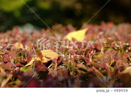 躑躅に赤トンボ 499459