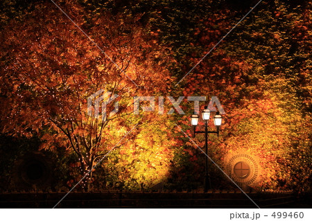 ライトアップ 499460