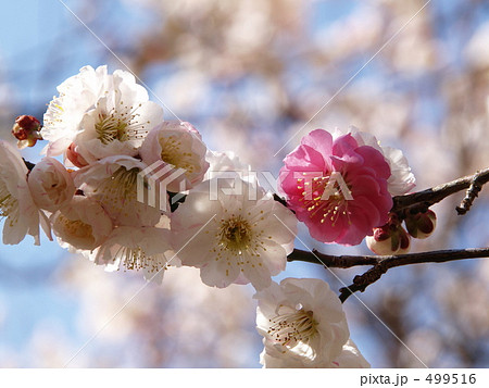 梅の花 品種名「思いのまま」3 梅の花 品種名「思いのまま」3 499516