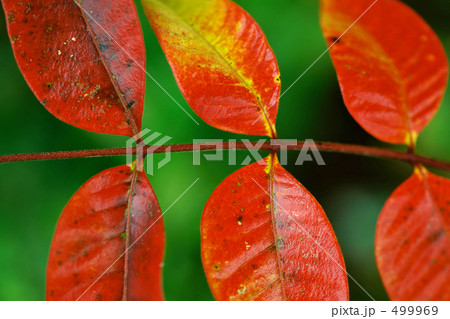 ハゼの紅葉の写真素材