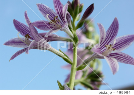 ぎぼうし ぎぼうし 499994