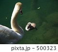 白鳥の親子 500323
