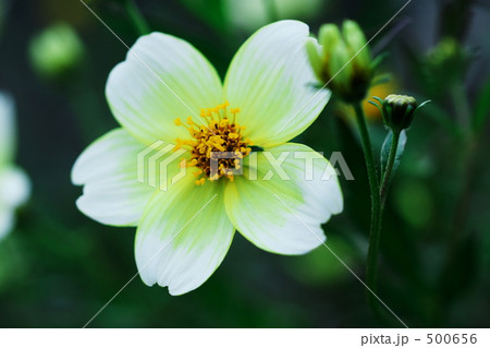 ビデンス－０３ 500656