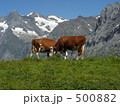 アルプスの牛 500882