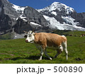 アルプスの高原を散歩する牛 500890