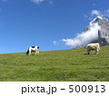 アルプスと牛 500913