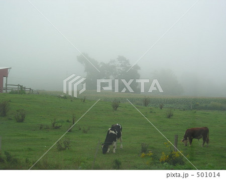 朝霧に包まれて 501014