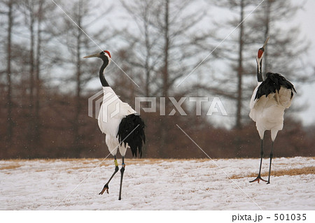 タンチョウ 501035