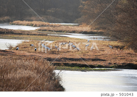 タンチョウ 501043