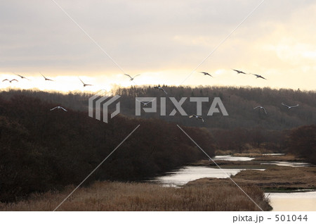 タンチョウ 501044