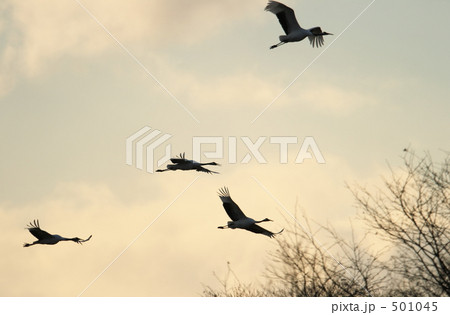 タンチョウ 501045