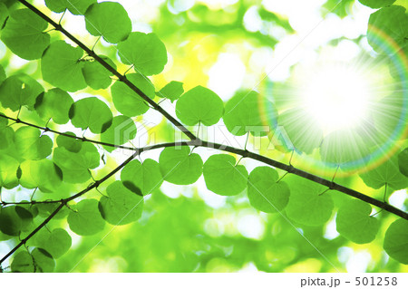 新緑と木漏れ日 新緑と木漏れ日 501258