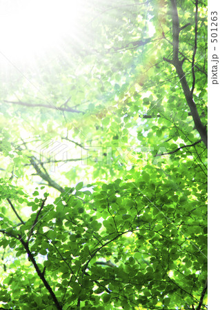新緑と木漏れ日 501263