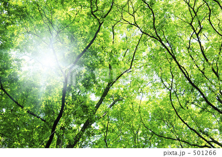 新緑と木漏れ日 新緑と木漏れ日 501266
