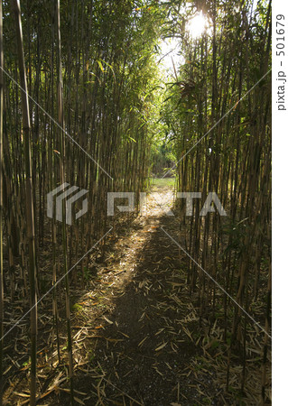 藪の中 501679