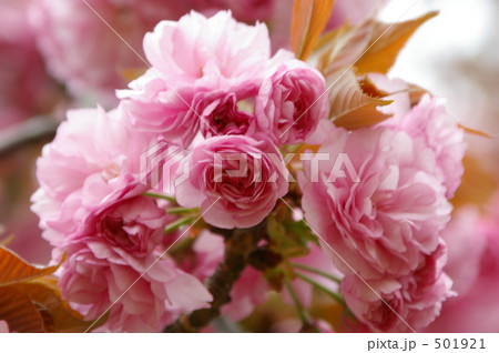 関山(カンザン) 関山(カンザン) 501921