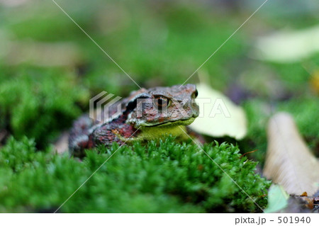 カエル君 501940