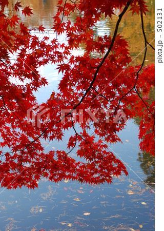 水面の紅葉 水面の紅葉 502131