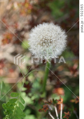 ふわふわタンポポ 502365