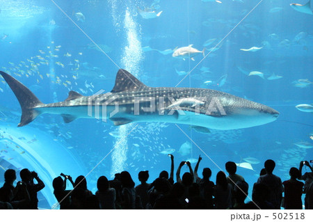 ジンベイザメ 502518