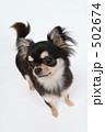 チワワ 502674