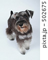 ミニチュアシュナウザー 502675