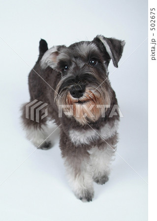 ミニチュアシュナウザー 502675