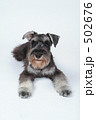 ミニチュアシュナウザー 502676