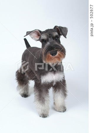 ミニチュアシュナウザー 502677