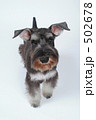 ミニチュアシュナウザー 502678