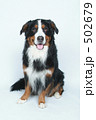 バーニーズ・マウンテン・ドッグ 502679