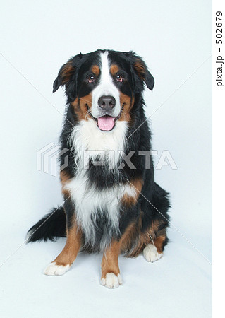 バーニーズ・マウンテン・ドッグ バーニーズ・マウンテン・ドッグ 502679