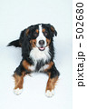 バーニーズ・マウンテン・ドッグ 502680