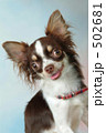 チワワ 502681