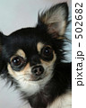 チワワ 502682
